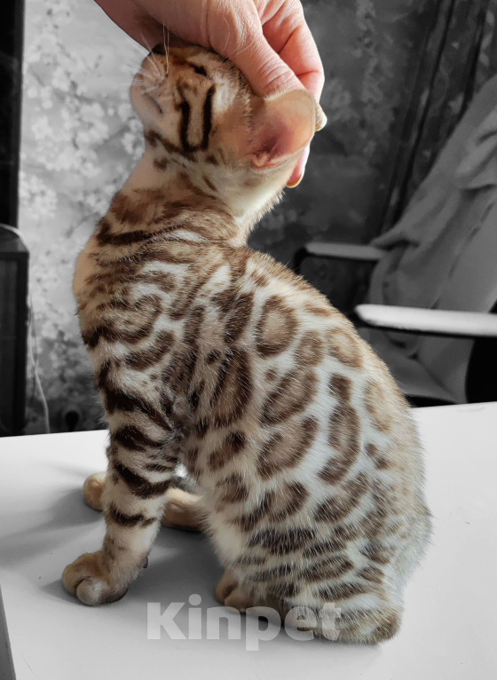 Кошки в Москве: Бенгальский котенок mink снежный (редкий окрас) Мальчик, 40 000 руб. - фото 5