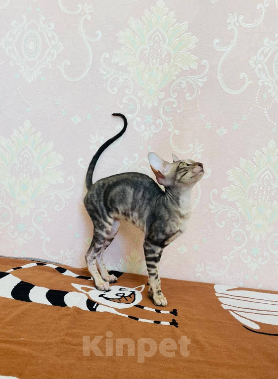 Кошки в Губкине: Котенок корниш рекс Девочка, 70 000 руб. - фото 2