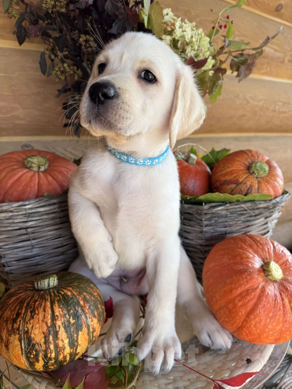 Собаки в Москве: Продажа щенков лабрадора  Мальчик, 90 000 руб. - фото 2