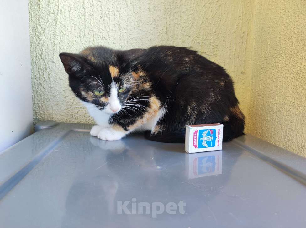 Кошки в Санкт-Петербурге: Кошка в добрые руки  Девочка, Бесплатно - фото 4