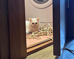 Кошки в Томске: Отдаём кошку в добрые руки Девочка, Бесплатно - фото 3