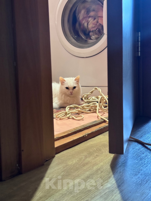 Кошки в Томске: Отдаём кошку в добрые руки Девочка, Бесплатно - фото 3