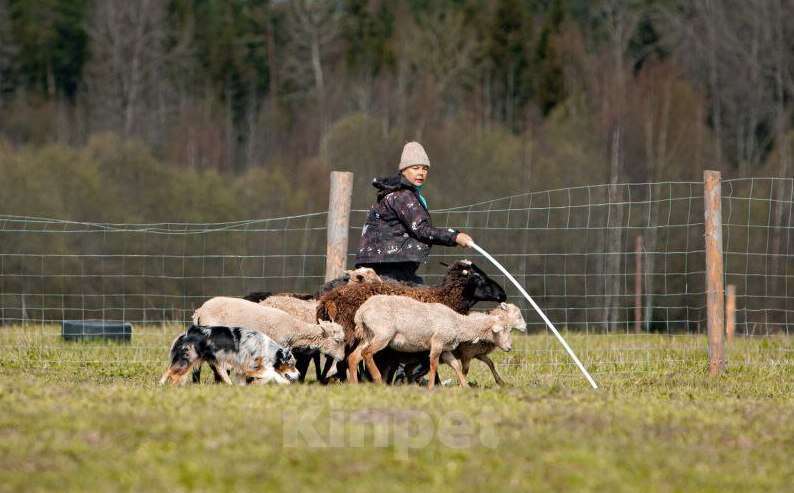 Собаки в Санкт-Петербурге: Щенок миниатюрной американской овчарки (мини аусси)- мальчик Шейк Мальчик, 60 000 руб. - фото 6