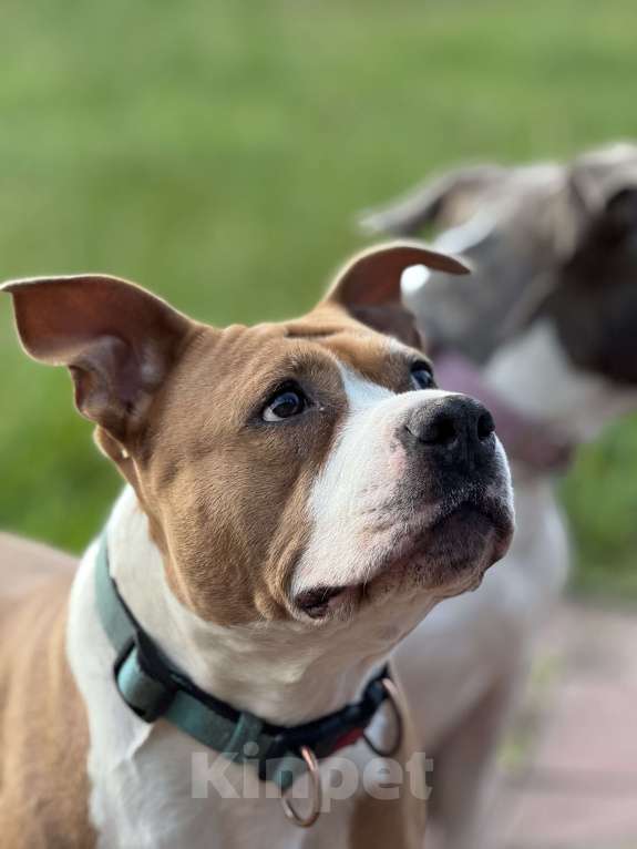 Собаки в Москве: Мудрая и нежная Дельта в поисках ДОМА. Девочка, Бесплатно - фото 5