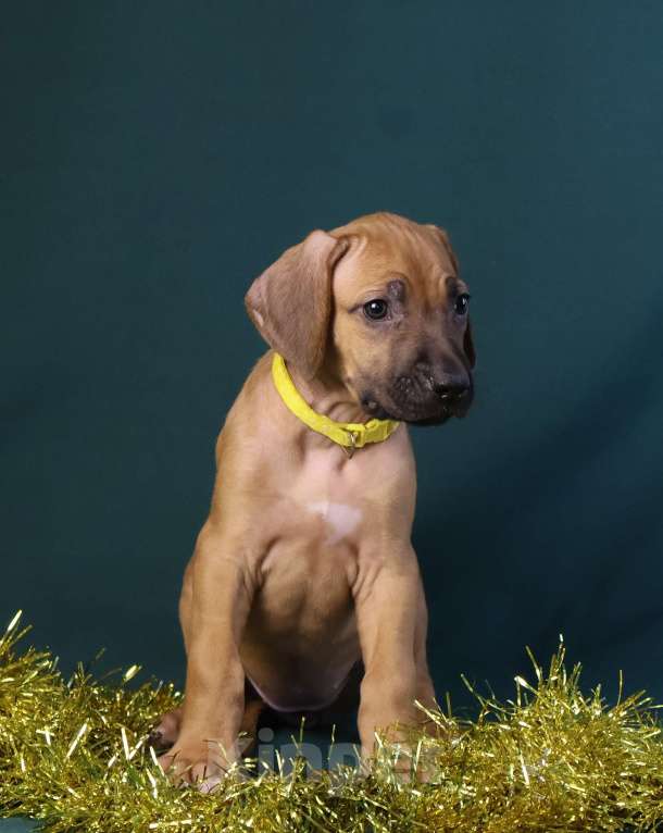 Собаки в Москве: Девочка Родезийского Риджбека  Девочка, 100 000 руб. - фото 7