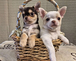 Собаки в Москве: Щенок чихуахуа мальчик Мальчик, 50 000 руб. - фото 3