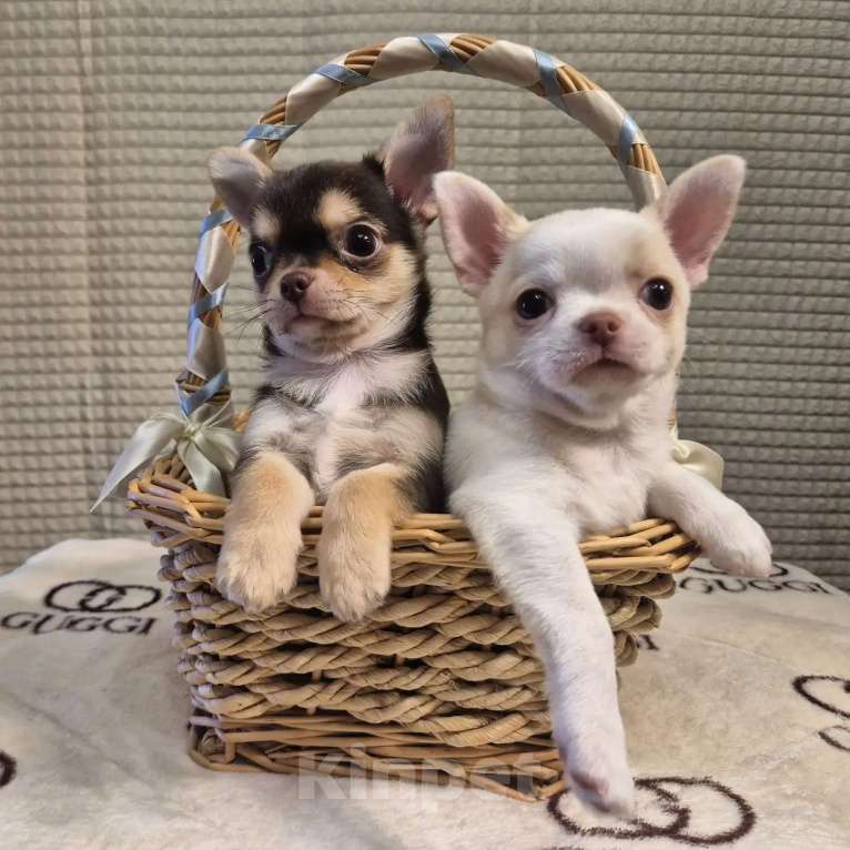 Собаки в Москве: Щенок чихуахуа мальчик Мальчик, 50 000 руб. - фото 3