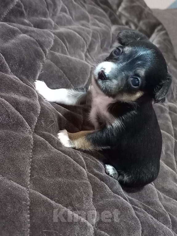 Собаки в других городах Брянской области: Продам щенка🌸 девочка,2 месяца Девочка, 3 500 руб. - фото 4