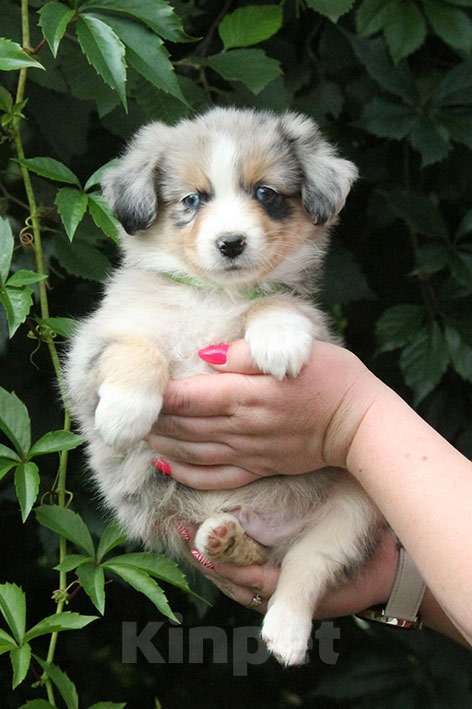 Собаки в Пушкино: Мальчик мини аусси голубой мрамор  Мальчик, 100 000 руб. - фото 2