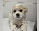 Собаки в Москве: Девочки бишоны Девочка, 50 000 руб. - фото 7