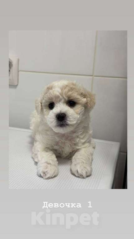 Собаки в Москве: Девочки бишоны Девочка, 50 000 руб. - фото 7