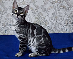 Кошки в Москве: Бенгальские котята серебро  Мальчик, 55 000 руб. - фото 3