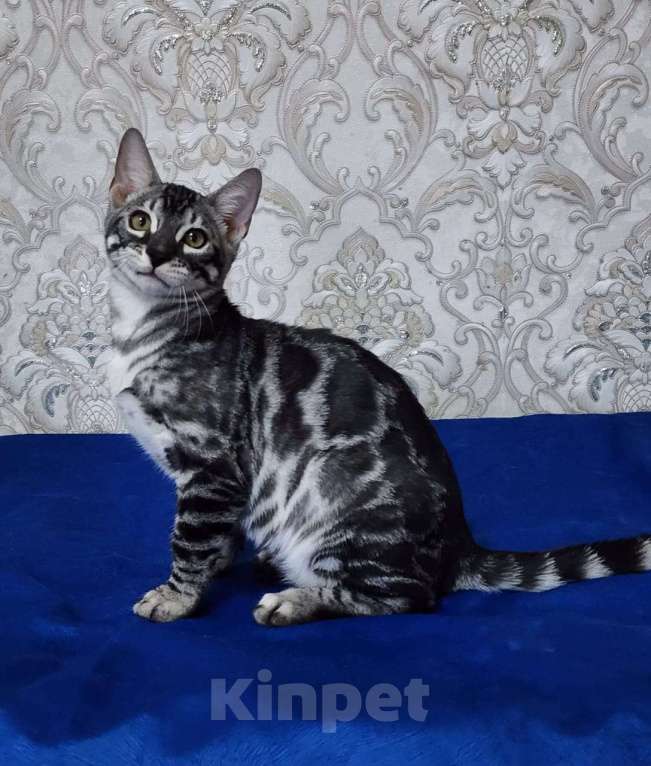 Кошки в Москве: Бенгальские котята серебро  Мальчик, 55 000 руб. - фото 3