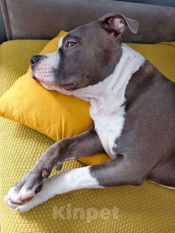 Собаки в Москве: Фродо ищет новый дом Мальчик, 20 000 руб. - фото 3