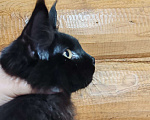 Кошки в Нижнем Новгороде: Котенок Мейн-Кун Мальчик, 300 000 руб. - фото 3