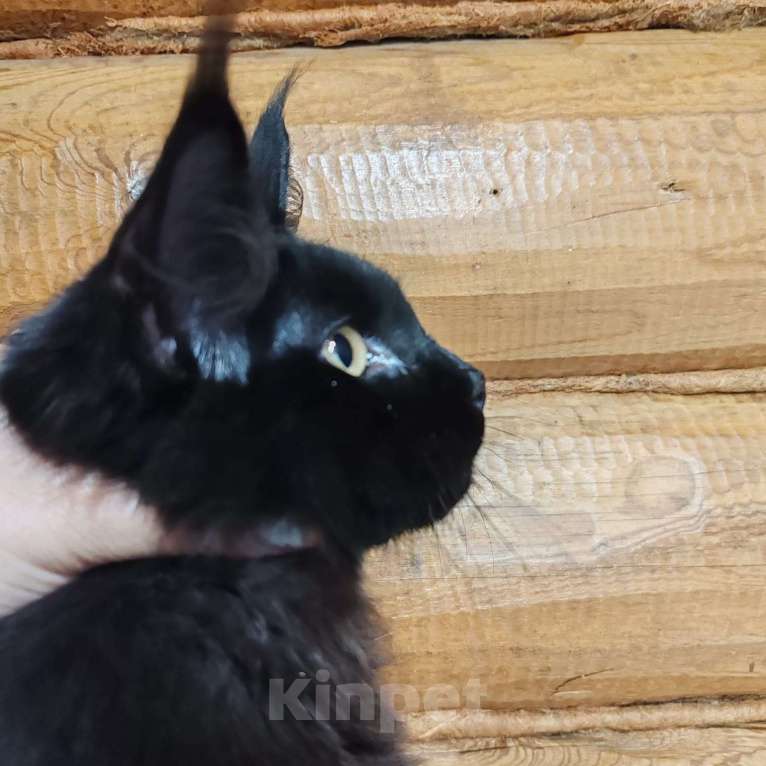 Кошки в Нижнем Новгороде: Котенок Мейн-Кун Мальчик, 300 000 руб. - фото 3