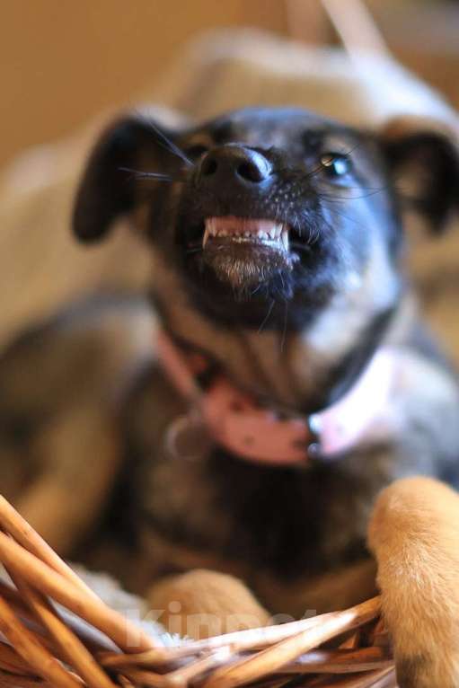 Собаки в Красногорске: Маленькая Николь 3,5 месяца в ищет дом  Девочка, Бесплатно - фото 1