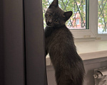 Кошки в Новосибирске: котенок в добрые ручки Мальчик, Бесплатно - фото 2