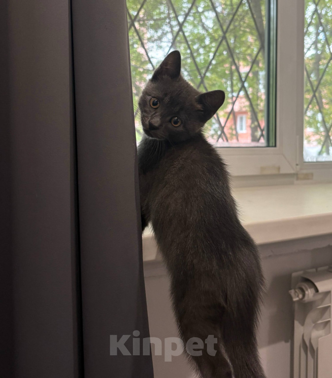 Кошки в Новосибирске: котенок в добрые ручки Мальчик, Бесплатно - фото 2
