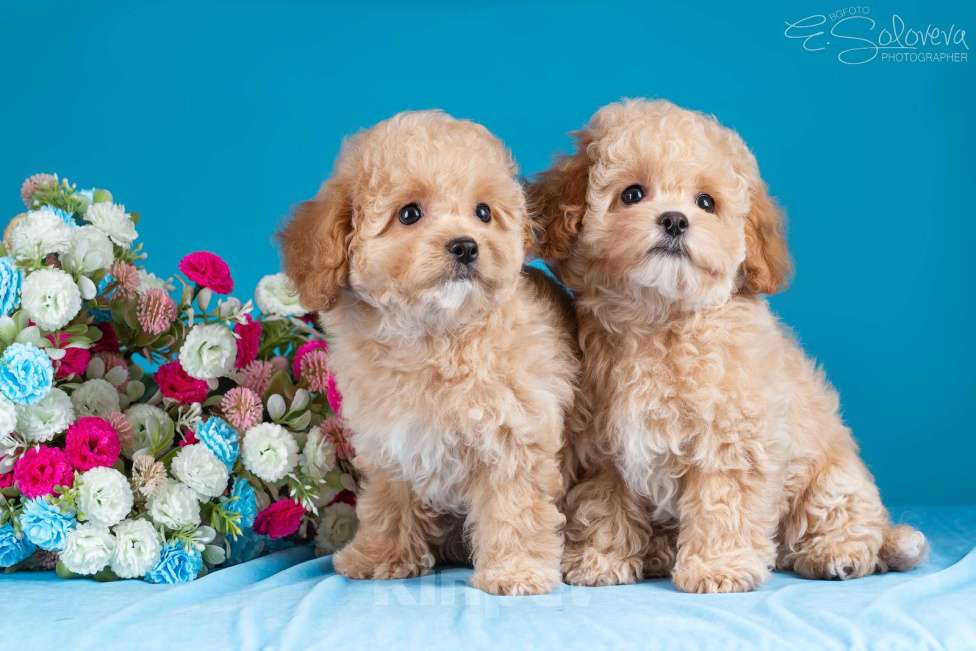 Собаки в Санкт-Петербурге: Щенки мальтипу Девочка, 120 000 руб. - фото 2