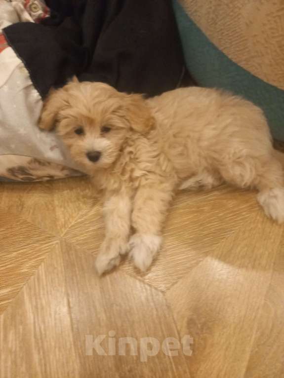 Собаки в других городах Московской области: Девочка Вася Девочка, 50 000 руб. - фото 2