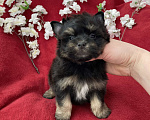 Собаки в Москве: Чёрный йорк мальчик стандарт без перецвета Мальчик, 50 000 руб. - фото 3