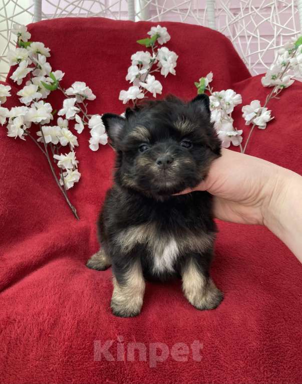 Собаки в Москве: Чёрный йорк мальчик стандарт без перецвета Мальчик, 50 000 руб. - фото 3