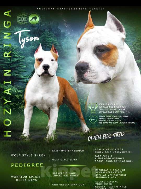 Собаки в Иркутске: Вязка породного кобеля Американский Стаффордширский Терьер Мальчик, Бесплатно - фото 5