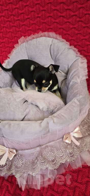 Собаки в Кемерово: Щенок чихуахуа Девочка, 80 000 руб. - фото 2