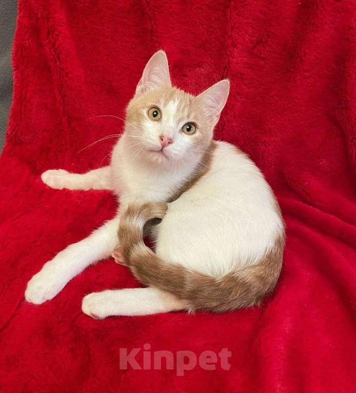 Кошки в Санкт-Петербурге: Бриллиант кошачьего мира Фантик Мальчик, Бесплатно - фото 4