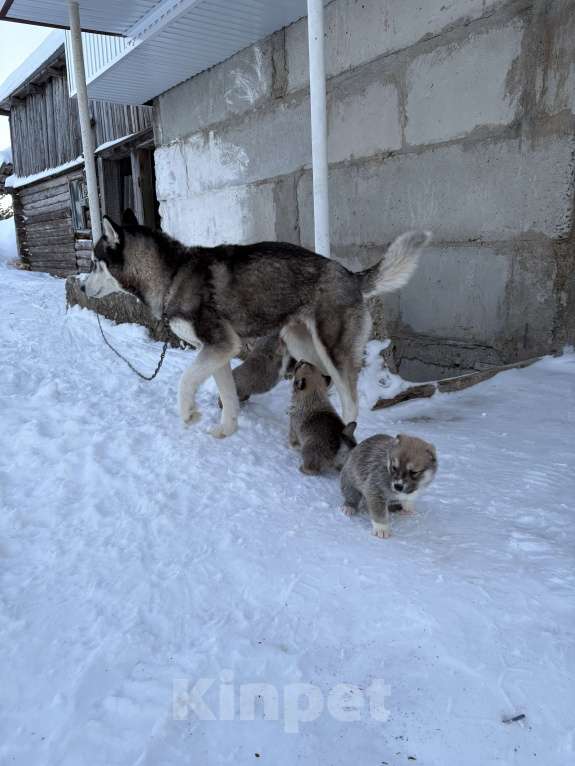Собаки в других городах Свердловской области: Белка Девочка, Бесплатно - фото 4