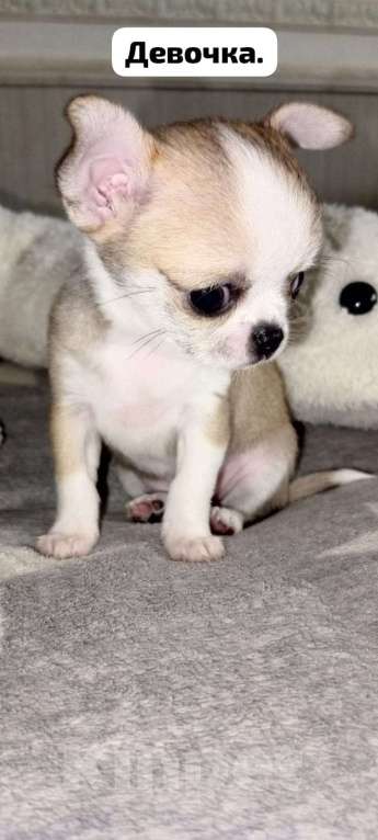 Собаки в Краснодаре: Продам щенков чихуахуа Мальчик, 10 000 руб. - фото 5