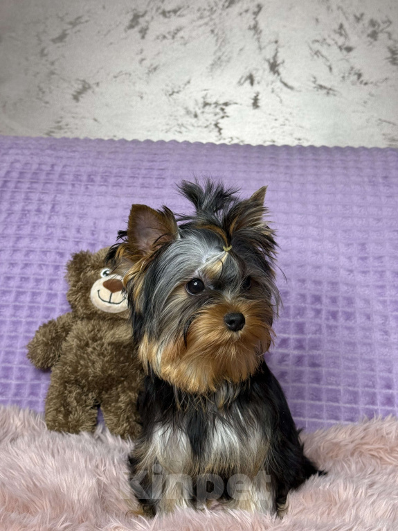 Собаки в Москве: Йоркширский терьер щенок мальчик Мальчик, 55 000 руб. - фото 7