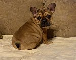 Собаки в Санкт-Петербурге: Шикарная девочка французского бульдога  Девочка, 50 000 руб. - фото 4