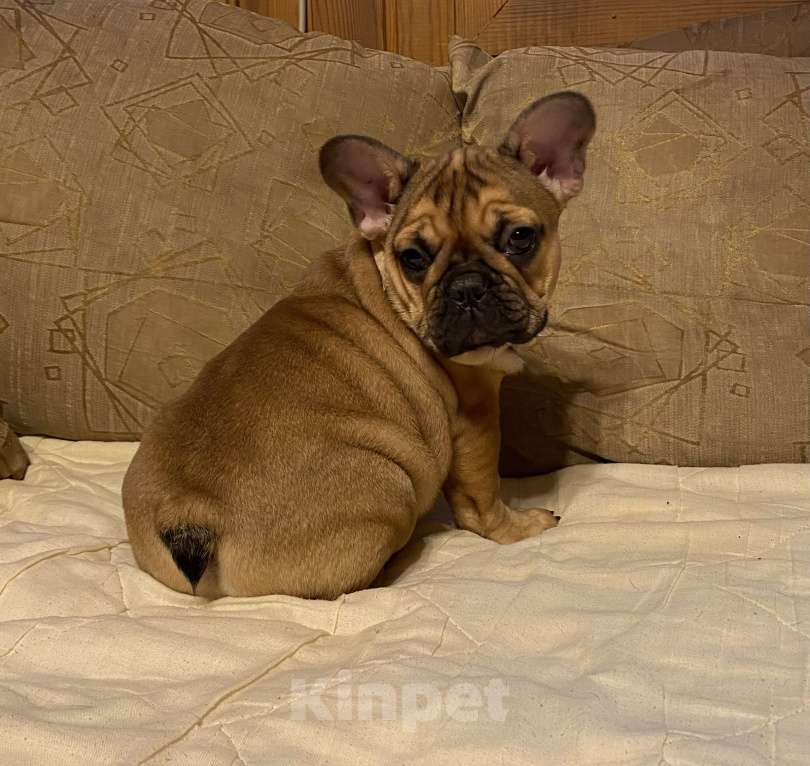 Собаки в Санкт-Петербурге: Шикарная девочка французского бульдога  Девочка, 50 000 руб. - фото 4