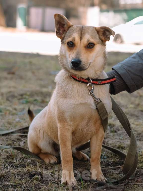Собаки в Санкт-Петербурге: Малютка Фиби из приюта в добрые руки Девочка, Бесплатно - фото 6
