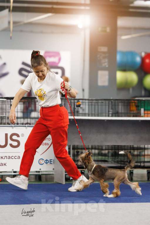 Собаки в Москве: Китайская хохлатая подрощенный щенок Мальчик, Бесплатно - фото 2