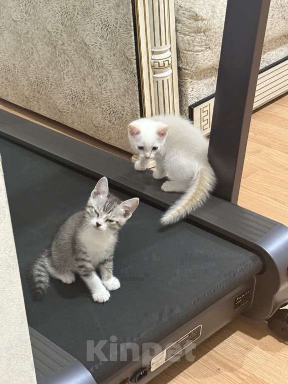 Кошки в Тамбове: Белый Мальчик, Бесплатно - фото 3