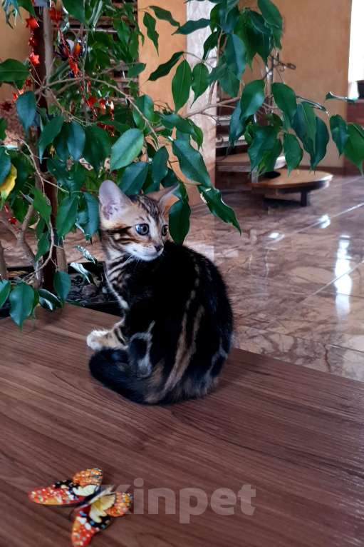 Кошки в Симферополе: Бенгальский мальчик  Мальчик, 25 000 руб. - фото 3