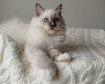 Кошки в Москве: Кошечка котенок рэгдолл Девочка, 65 000 руб. - фото 5