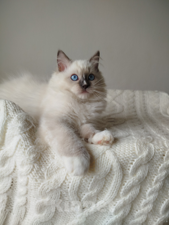 Кошки в Москве: Кошечка котенок рэгдолл Девочка, 65 000 руб. - фото 5