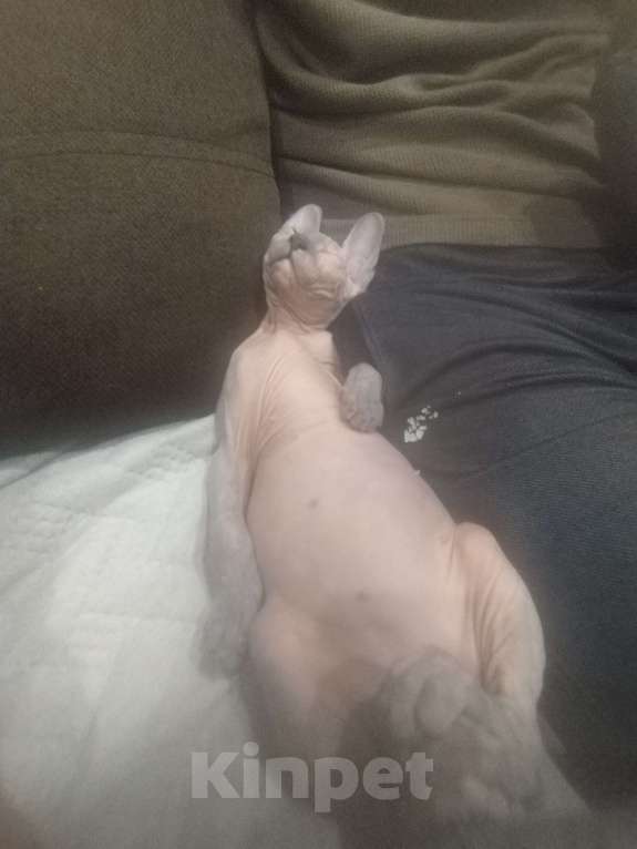 Кошки в Казани: Кошечка  Девочка, 10 000 руб. - фото 3