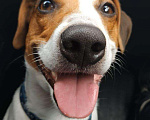 Собаки в Одинцово: ВЯЗКА Джек Рассел, 100 руб. - фото 1