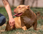 Собаки в Твери: Щенок Американского булли, регистрация ABKC Мальчик, 200 000 руб. - фото 1