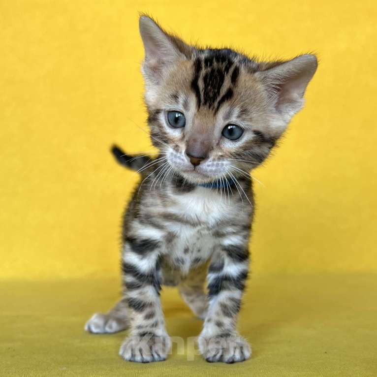 Кошки в Москве: Бенгальский котёнок с документами  Мальчик, 80 000 руб. - фото 8