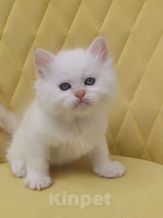 Кошки в Москве: Продаётся котенок Мальчик, 60 000 руб. - фото 1