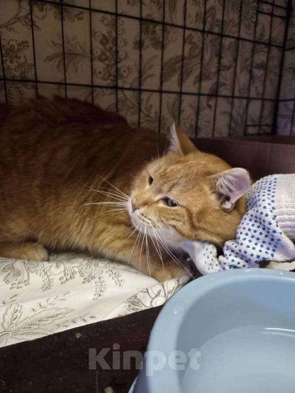 Кошки в Санкт-Петербурге: Рыжик ищет дом Мальчик, Бесплатно - фото 1