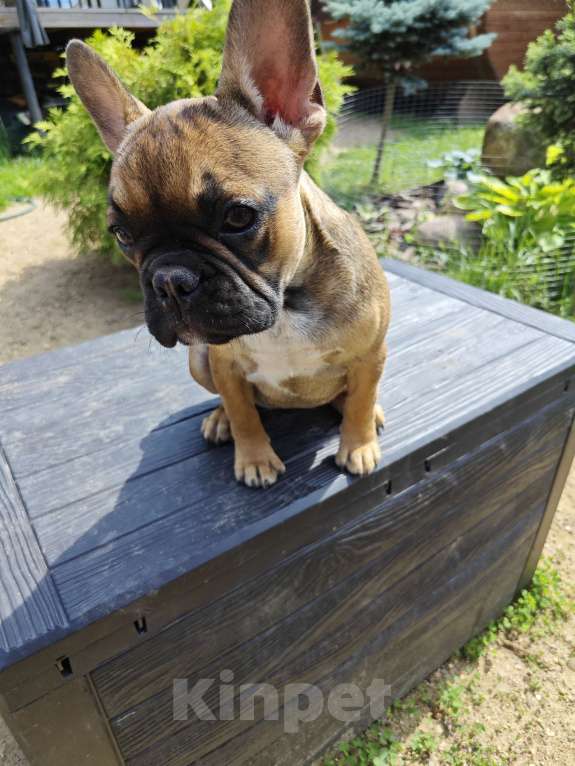 Собаки в Москве: Чудесная девочка французского бульдога  Девочка, 30 000 руб. - фото 2