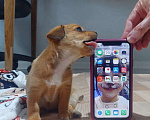 Собаки в Химках: Маленький щенок в добрые руки  Мальчик, 100 руб. - фото 5