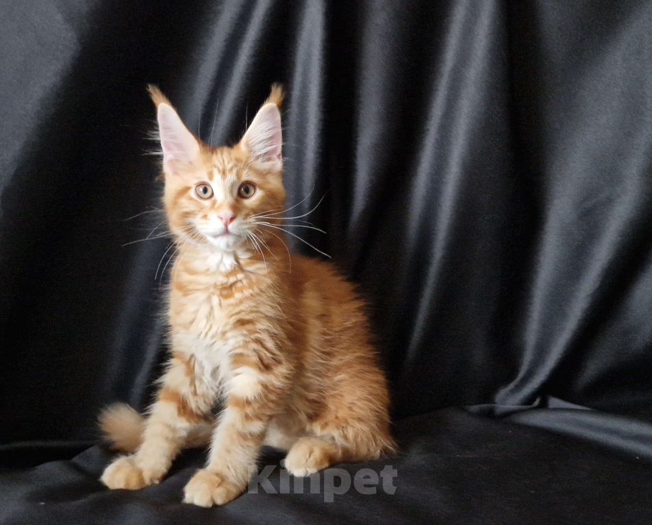 Кошки в Москве: Пресненские котята породы мейн-кун. Арт Мальчик, 55 000 руб. - фото 6